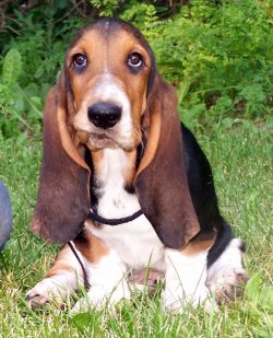 picture of dog