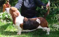 picture of dog