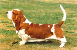 picture of dog
