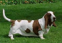 picture of dog