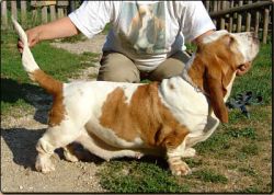 picture of dog