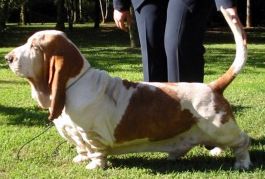 picture of dog