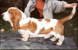 picture of dog