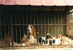 picture of dog