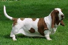 picture of dog