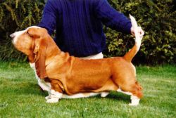 picture of dog