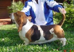 picture of dog