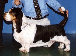 picture of dog