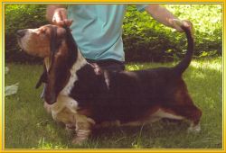 picture of dog