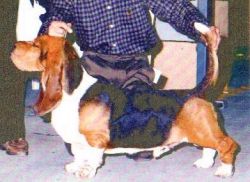picture of dog