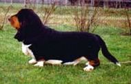 picture of dog
