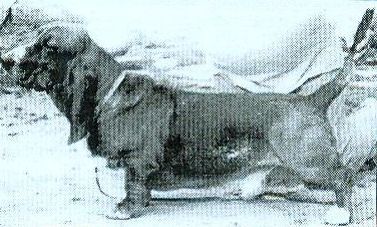 picture of dog