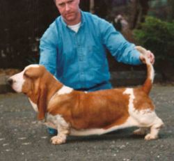 picture of dog