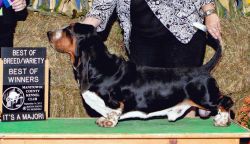 picture of dog