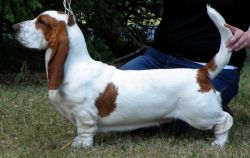 picture of dog