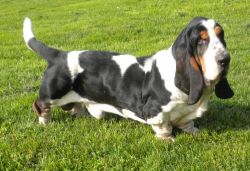 picture of dog