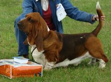picture of dog
