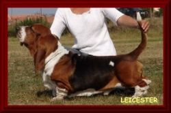 picture of dog