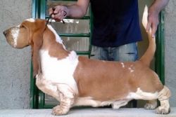 picture of dog