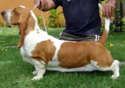 picture of dog