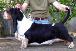 picture of dog