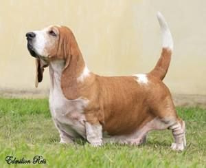 picture of dog