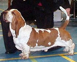 picture of dog