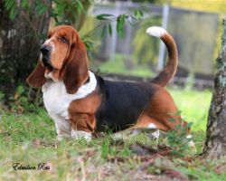 picture of dog
