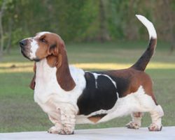 picture of dog