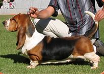 picture of dog