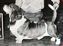picture of dog