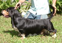 picture of dog