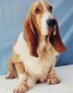 picture of dog