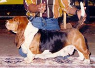 picture of dog