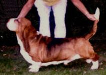 picture of dog