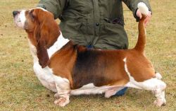 picture of dog