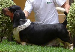 picture of dog