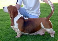 picture of dog