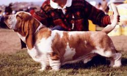 picture of dog