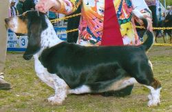picture of dog