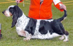 picture of dog