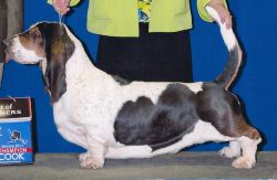 picture of dog