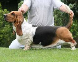 picture of dog