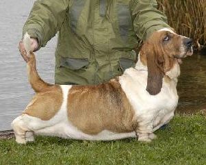 picture of dog