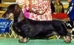 picture of dog