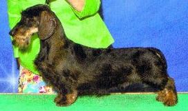 picture of dog