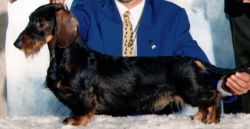 picture of dog