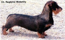 picture of dog