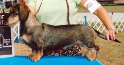 picture of dog