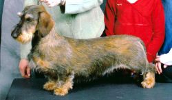 picture of dog